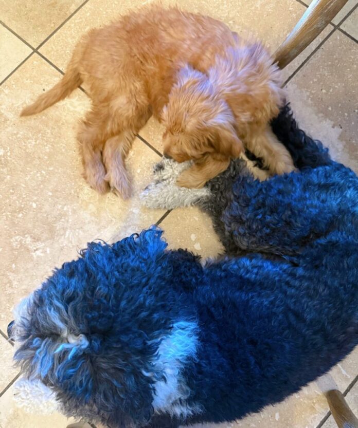 Top 5 Health and Fitness Picks for Fitness Fanatics: 1 Top 5 Health and Fitness Picks for Fitness Fanatics: 1.23 Edition